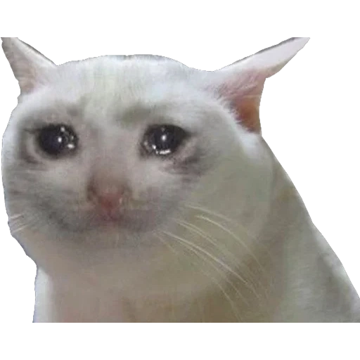 cat meme, gato triste, fãs de gato estão tristes, modelo de gato chorando, motivo de gato triste