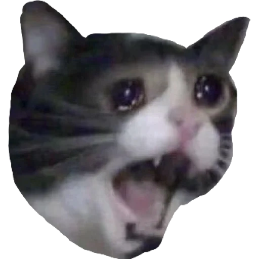 cat, the cat is screaming, a screaming cat, white cat meme, crying cat