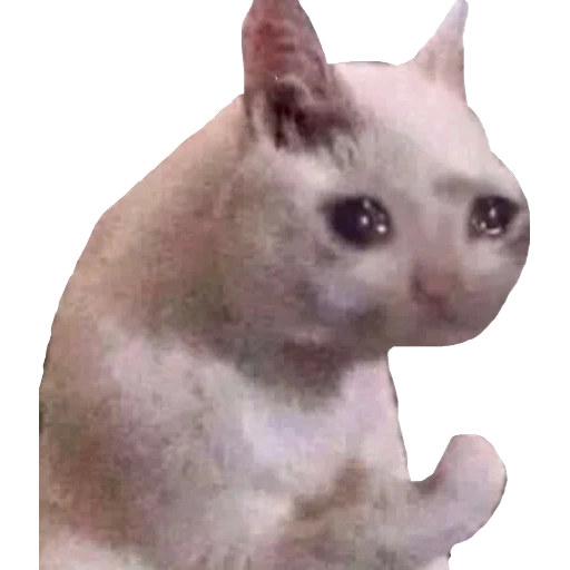 mème de chat, meme cat, chat qui pleure