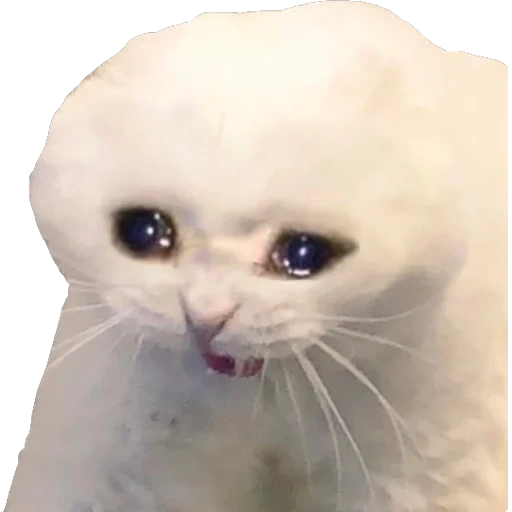 weinende katzen, weinende katze, die katze weint mit einem meme, weinenmemekatze, das meme einer traurigen katze