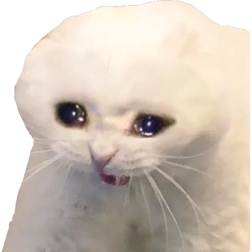 chat qui pleure, chat qui pleure, mème de pleurs de chat, crying meme cat, meme chat triste