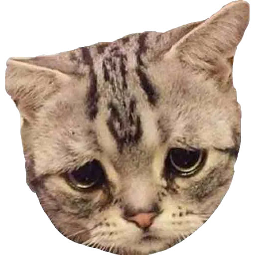 Telegram sticker pack of sad cats I made (Links in comments) : r/sadcats