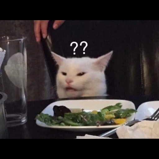 der kater, katzenmeme, cat cafe meme, meme von einem katzenmädchen, meme katze am tisch