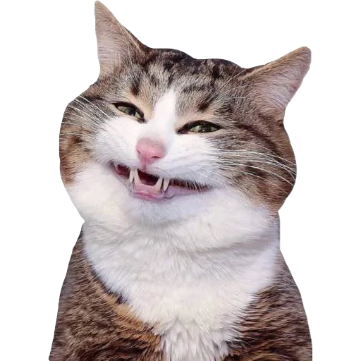 кот улыбка, кот смешной, кот смеется, веселый котик, смешные котики 2021
