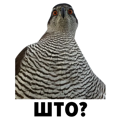 en yoll, des oiseaux, oiseaux prédateurs, un tétras, grouse de faucon