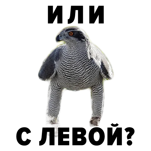 nikayol, burung elang, burung pemangsa, burung elang goshawk