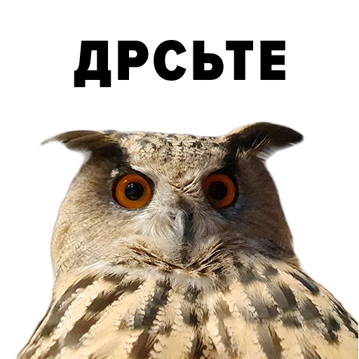 owl, owl, owl, owl, owl or owl