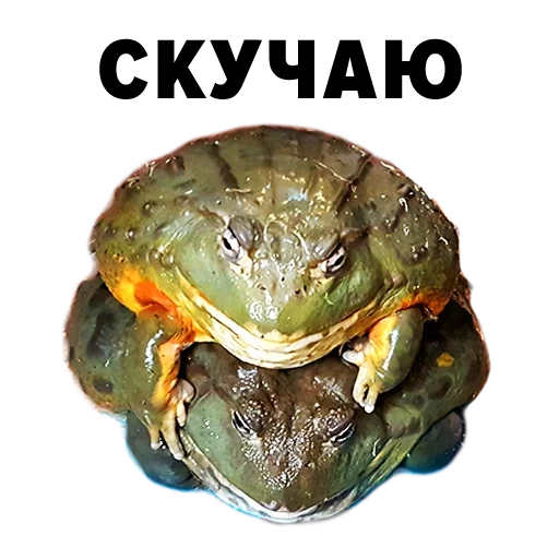 жаба водонос