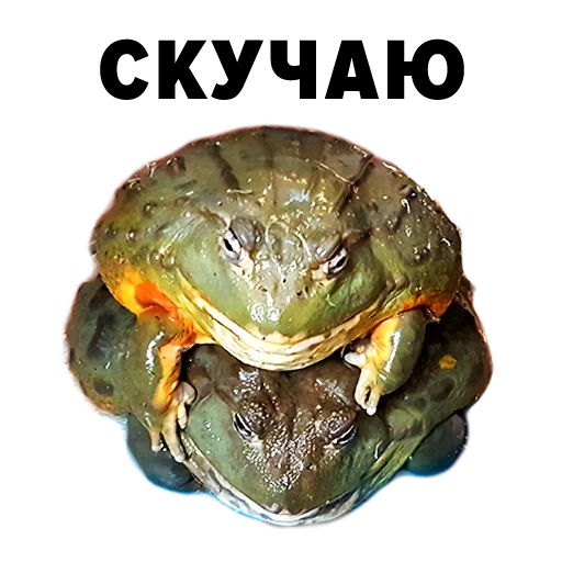 bufo gargarizante