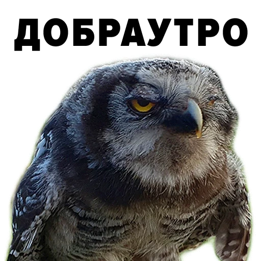 gufo, gufo gufo, gufo gufo, owl di falco, owl hawk owl