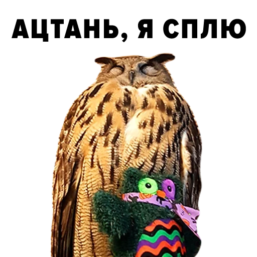 yoll, owl, owl, owl owl, owl