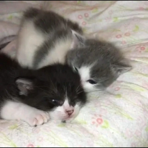 kittens, kitty kittens, animal cats, fluffy kittens, charming kittens