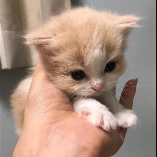 gatinho, gatinhos fofos, gatinho vermelho, gatinho de pêssego, gatinho encantador