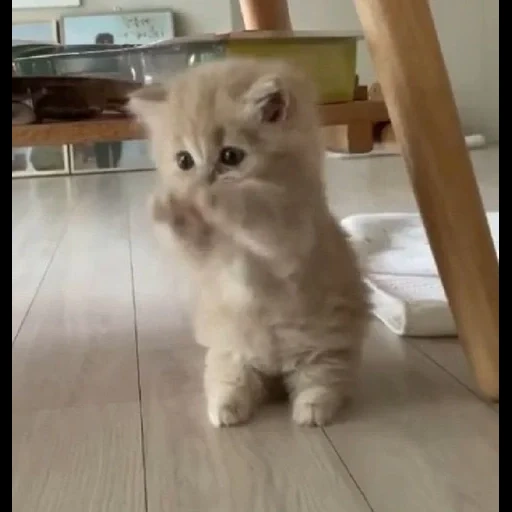 die katze, die seehunde, kätzchen, very cute kitten, die lustigste katze