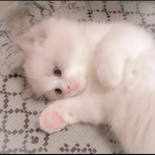 cute kittens, cute cats, the kitten is white, fluffy kittens, charming kittens