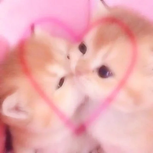 kucing lucu, anak kucing yang lucu, anak kucing yang lembut, dua anak kucing itu lucu