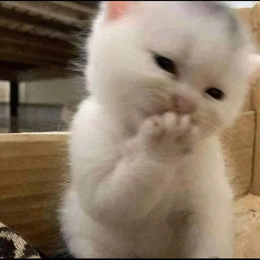 cão do mar, falcões fofos, gatinho peludo, selo engraçado e fofo, gatinho encantador