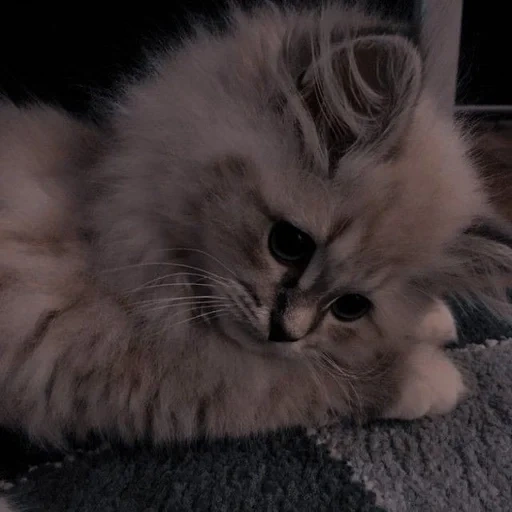 fluffy, fluffy cat, fluffy kittens, charming kittens, a fluffy kitten is sad