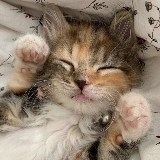 kucing, kucing, persia kucing, kucing lucu, anak kucing tidur