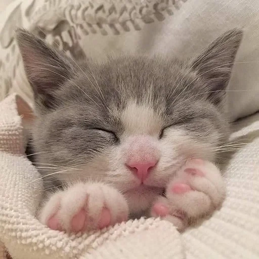 le foche, gatto assonnato, gatto del mattino, gatto carino, un bel sigillo