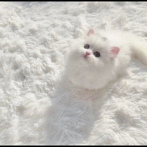 chat, chats, un chat, duveteux, chaton persan blanc