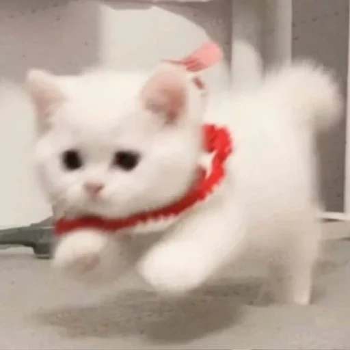 gato, falcões fofos, gatinho branco, gatinho encantador, gatinho de laço branco