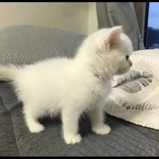 un chat, cat lula, le chaton est blanc, animal de chat, chats animaux