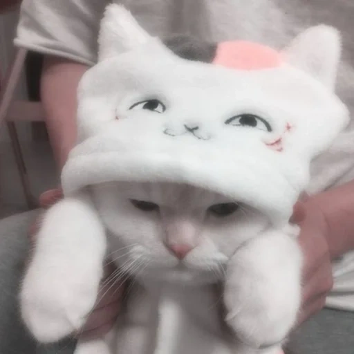 gatto, un bel sigillo, estetica del gatto adorabile, estetica del gattino carino, estetica del cappello gatto carino