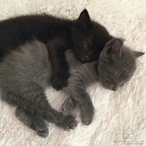 cat, animals, kitty kittens, the kitten is black, black gray kitten