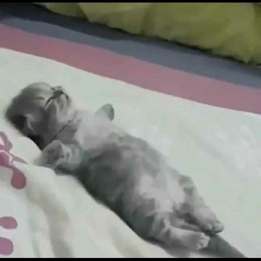 kucing, kucing, kucing tidur, anak kucing tidur, anak kucing yang menawan