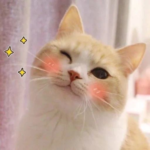 kucing, kucing, kitty meme, kucing lucu, seekor kucing dengan pipi merah muda