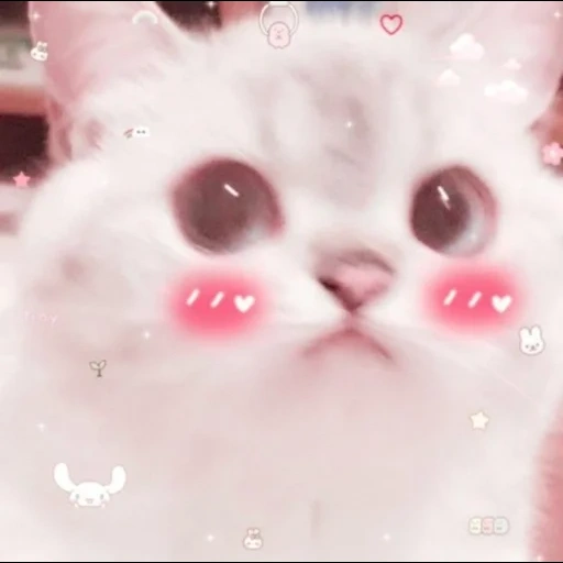 cute cats, cute cats, kawaii cat, dear cat meme, catcals are cute