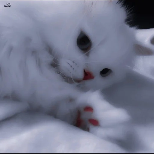 chatons mignons, chat blanc maléfique, chaton moelleux blanc, petite animation de chatons moelleux