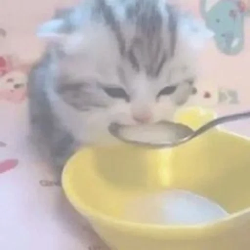 chat, chat, chats mignons, chat marrant, le chaton boit du lait