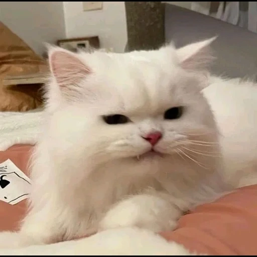 gato, selo, gato branco, gato peludo, gato branco peludo