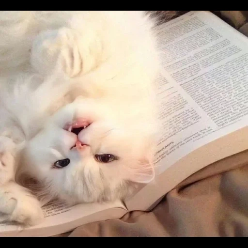 chat, chat, chats, chat fatigué blanc, un chat mignon avec un livre