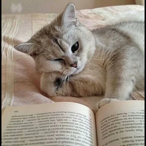 kucing, kucing, kucing sedang belajar, pesan kucing, membaca kucing