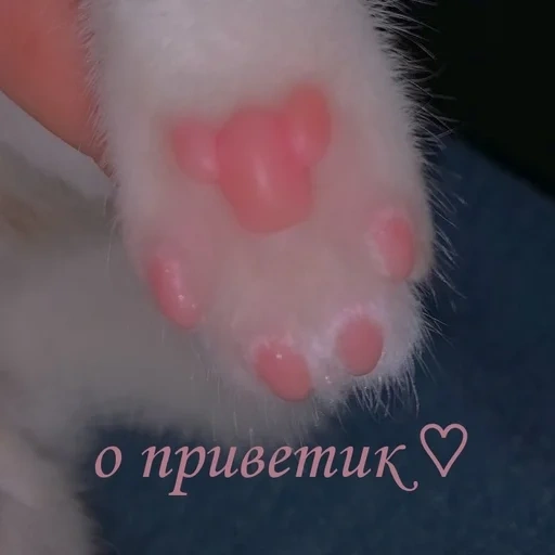 cats paws, cat of the paw, cat's paw, cat foot, the paw of the cat pill
