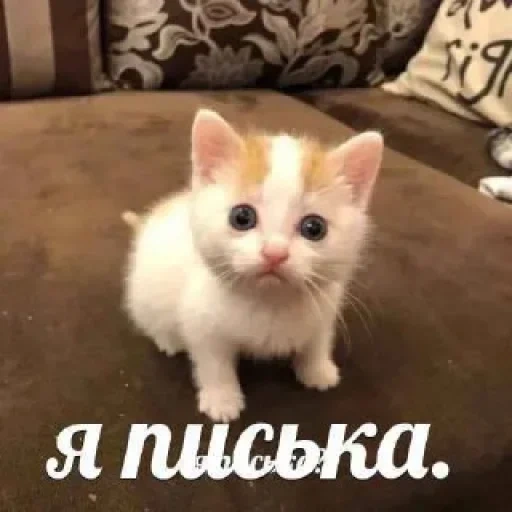 gatto, un bel sigillo, carino gattino, gattino, gattini rossi e bianchi