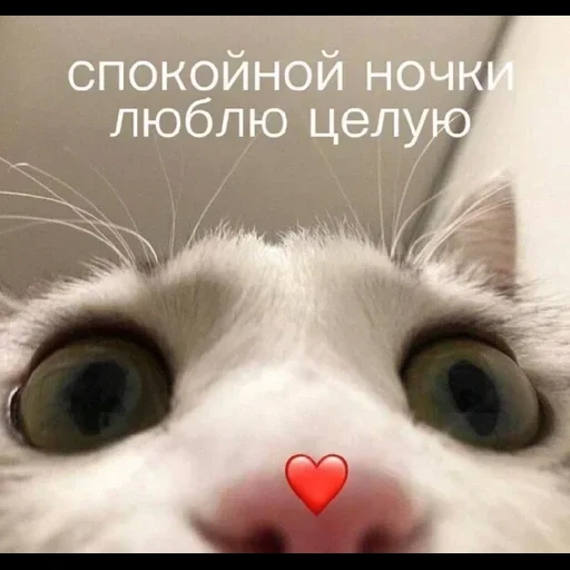 котик, милый котик мем, милые котики мемы, смешные милые котики, милые котики сердечками