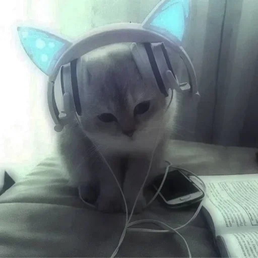 kucing, kucing lucu, headphone kucing, kucing itu lucu, kucing lucu itu lucu