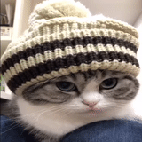 gato, kote, gato rasta, sombrero de gato, sombrero de gato
