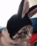 cat, cats, cat, animal cats, the cat are hare ears