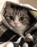 gato, gato, gatos, um gato com um lenço, obtenha bem um gato