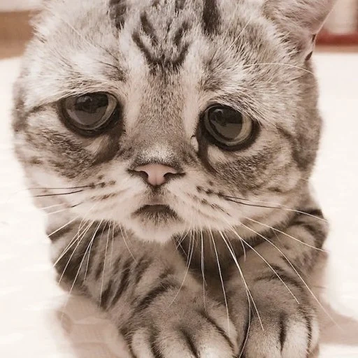 sad cat, sad cat, sad cat, a very sad cat, a very sad cat