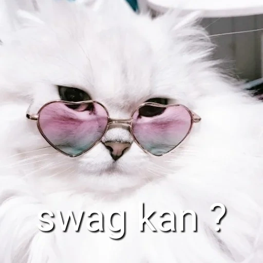 lunettes rose chat, chat à lunettes roses, lunettes blanc chat rose