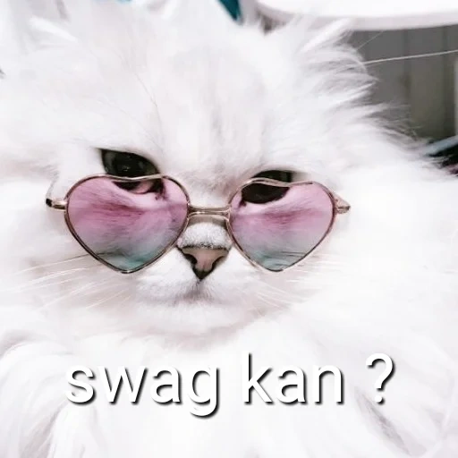 katze rosa brille, pussy mit rosa brille, weiße katze rosa brille