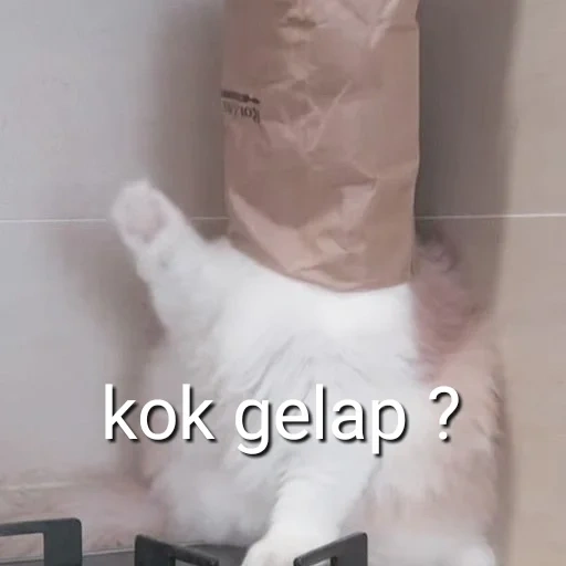 kucing, kucing, kucing lucu, kucing itu lucu, kucing dengan sekantong kepala