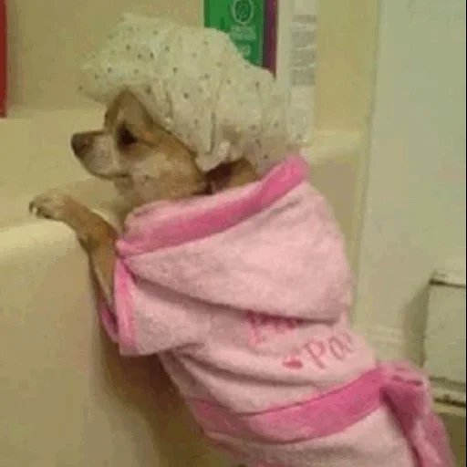lovely children, lovely dogs, dog clothing, funny chihuahua, chihua hat shower
