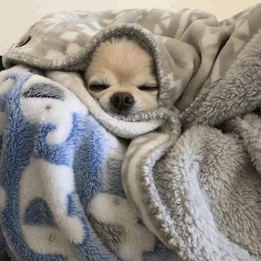 chihuahua sedang tidur, chihuahua lucu, chihuahua kecil, sean dog chihuahua, selamat malam anjing